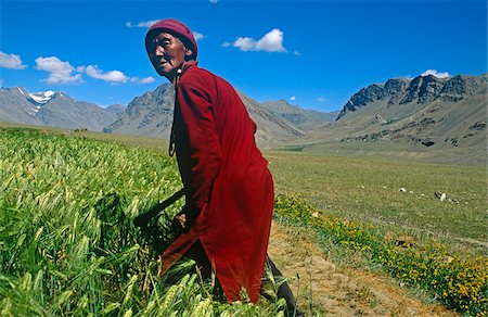 India, Himachal Pradesh, Spiti, Spiti Valley, nr. Kaza. A village woman tends fields of millet and barley in the Spiti Valley, one of the remotest regions of the Indian Himalaya. Foto de stock - Con derechos protegidos, Código: 862-03807617
