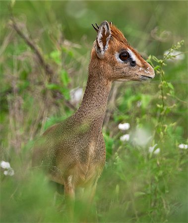 Un diminutif Kirk s dikdik au Kenya s Parc National de Tsavo Ouest. Photographie de stock - Rights-Managed, Code: 862-03807715