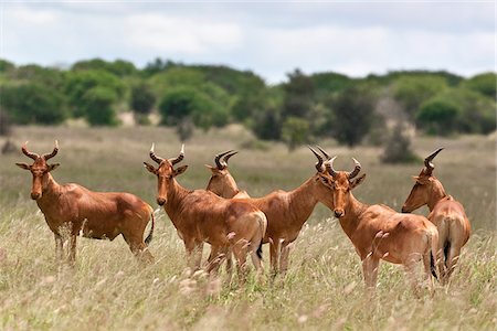 simsearch:862-03366932,k - Un petit troupeau de Kongoni dans Kenya s Parc National de Tsavo Ouest. Photographie de stock - Rights-Managed, Code: 862-03807712