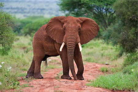 simsearch:862-03366924,k - Un éléphant couvert de blocs poussière rouge une piste au Kenya s Parc National de Tsavo Ouest. Photographie de stock - Rights-Managed, Code: 862-03807713