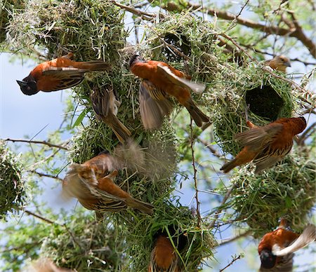 simsearch:862-03807739,k - Chesnut weavers build their nests in close proximity to each other in an acacia tree on the plains of Tsavo West National Park during the rainy season. Foto de stock - Con derechos protegidos, Código: 862-03807724