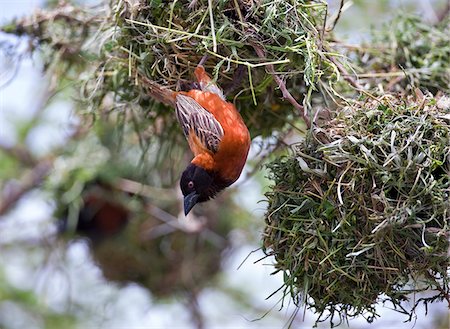 simsearch:862-03807733,k - Un mâle Chesnut Weaver suspend tout en construisant son nid dans un arbre d'acacia dans les plaines du Parc National de Tsavo Ouest pendant la saison des pluies. Photographie de stock - Rights-Managed, Code: 862-03807725