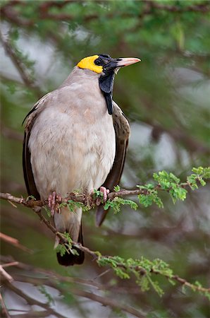 simsearch:862-03807733,k - Un étourneau caronculée mâle en plumage dans le Parc National de Tsavo Ouest pendant la saison des pluies. Photographie de stock - Rights-Managed, Code: 862-03807726