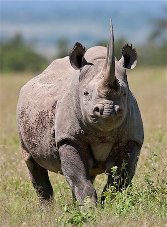 An alert black rhino. Mweiga, Solio, Kenya Stock Photo - Rights-Managed, Code: 862-03807728