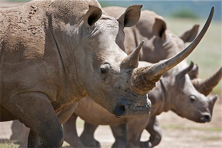rhinoceros - A family of White Rhinos, the female with a massive horn. Mweiga, Solio, Kenya Stock Photo - Rights-Managed, Code: 862-03807729