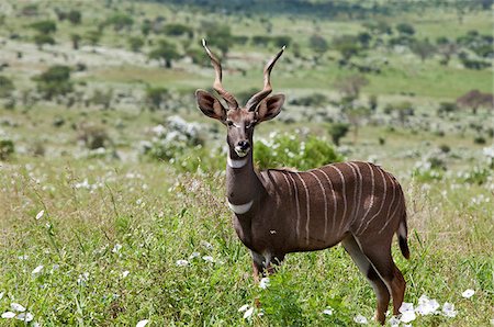 A fine lesser kudu in Kenya s Tsavo West National Park. Foto de stock - Con derechos protegidos, Código: 862-03807721