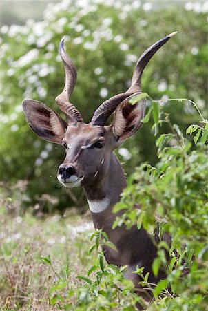 Un beau petit koudou au Kenya s Parc National de Tsavo Ouest. Photographie de stock - Rights-Managed, Code: 862-03807723