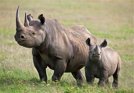 simsearch:862-03807731,k - Un femelle rhinocéros noir avec son veau d'alerte. Mweiga, Solio, Kenya Photographie de stock - Rights-Managed, Code: 862-03807732