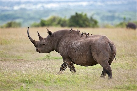 rhinoceros - Yellow-billed Oxpeckers ride on the back of a black rhino. Mweiga, Solio, Kenya Foto de stock - Con derechos protegidos, Código: 862-03807733