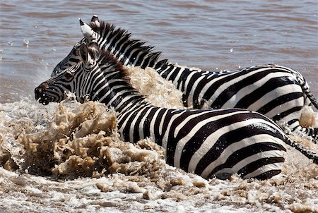 simsearch:862-03807729,k - Zebras crossing the Mara River during the annual Wildebeest migration from the Serengeti National Park in Northern Tanzania to the Masai Mara National Reserve. Foto de stock - Con derechos protegidos, Código: 862-03807745
