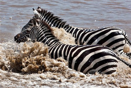 Zebras crossing the Mara River during the annual Wildebeest migration from the Serengeti National Park in Northern Tanzania to the Masai Mara National Reserve. Stock Photo - Rights-Managed, Code: 862-03807745