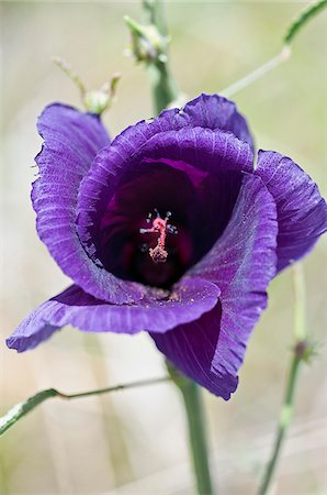 queniano - A beautiful purple Hibiscus species that grows in dry grasslands on the Mara plains. Masai Mara National Reserve Foto de stock - Direito Controlado, Número: 862-03807749