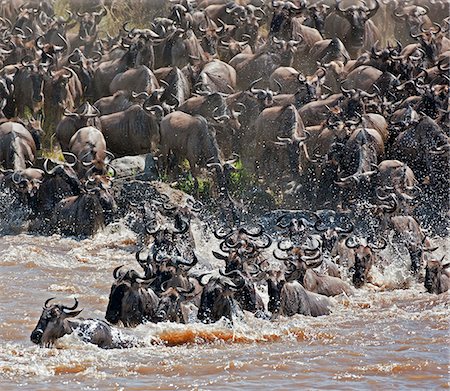 Wildebeest crossing the Mara River during their annual migration from the Serengeti National Park in Northern Tanzania to the Masai Mara National Reserve. Stock Photo - Rights-Managed, Code: 862-03807742