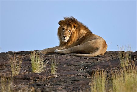 simsearch:862-03366929,k - Un magnifique lion reposait sur un gros rocher sur la plaine du Mara. Réserve nationale de Masai Mara Photographie de stock - Rights-Managed, Code: 862-03807754