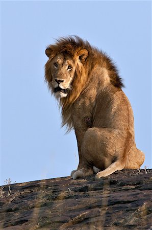 simsearch:862-03807731,k - Un magnifique lion assis sur un gros rocher sur la plaine du Mara. Réserve nationale de Masai Mara Photographie de stock - Rights-Managed, Code: 862-03807755