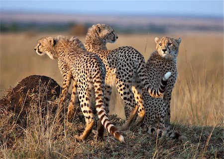 simsearch:862-03366929,k - Trois oursons cheetah semi-grown en plein soleil tôt le matin. Réserve nationale de Masai Mara Photographie de stock - Rights-Managed, Code: 862-03807757