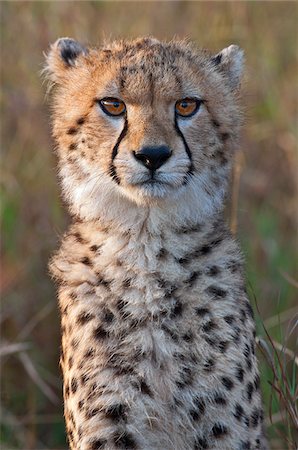 Un ourson de jeunes guépards en plein soleil tôt le matin. Réserve nationale de Masai Mara Photographie de stock - Rights-Managed, Code: 862-03807758