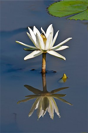 floating leaf - A white waterlily growing in a seasonal rainwater pool on the Mara plains. Masai Mara National Reserve Stock Photo - Rights-Managed, Code: 862-03807750