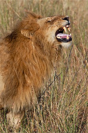 simsearch:862-03807729,k - A lion baring his teeth during the mating season. Masa -Mara National Reserve Foto de stock - Con derechos protegidos, Código: 862-03807751