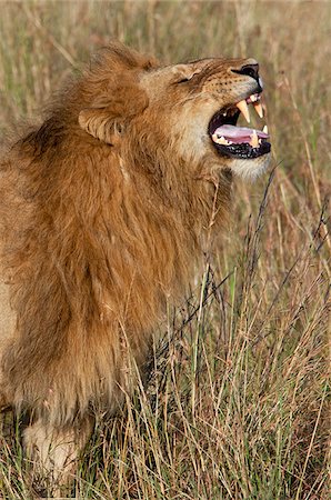 simsearch:862-03807731,k - Un lion découvrant ses dents pendant la saison des amours. Masa-Mara National Reserve Photographie de stock - Rights-Managed, Code: 862-03807751