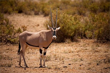 simsearch:862-03366508,k - Kenya, réserve nationale de Samburu. Un oryx (Oryx beïsa) dans la réserve nationale de Samburu, Kenya du Nord. Photographie de stock - Rights-Managed, Code: 862-03807766