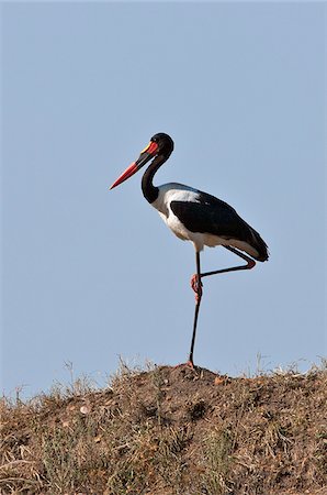 simsearch:862-03807729,k - A spectacular male Saddle-Billed Stork standing on one leg on the Mara Plains. Masai-Mara National Reserve Foto de stock - Con derechos protegidos, Código: 862-03807760