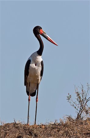 simsearch:862-03807729,k - A spectacular male Saddle-Billed Stork on the Mara Plains. Masai-Mara National Reserve Foto de stock - Con derechos protegidos, Código: 862-03807761