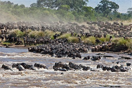 Gnous traversant la rivière Mara au cours de leur migration annuelle du Parc National du Serengeti en Tanzanie du Nord à la réserve nationale de Masai Mara. Photographie de stock - Rights-Managed, Code: 862-03807763