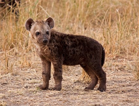 simsearch:862-03366998,k - Kenya, Masai Mara.  A watchful hyena cub on the plains of the Masai Mara. Foto de stock - Con derechos protegidos, Código: 862-03807774