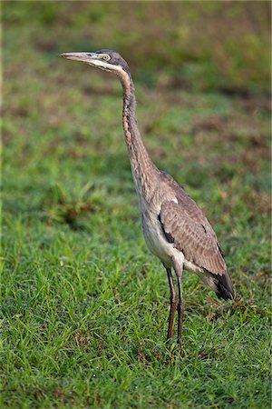 An immature Purple Heron. Foto de stock - Direito Controlado, Número: 862-03807775