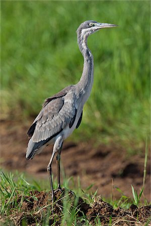 An immature Black-headed Heron at the Yala Swamp. Stock Photo - Rights-Managed, Code: 862-03807776