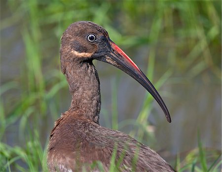 simsearch:862-06542270,k - L'Ibis hagedash dans le marais de Yala. Photographie de stock - Rights-Managed, Code: 862-03807777