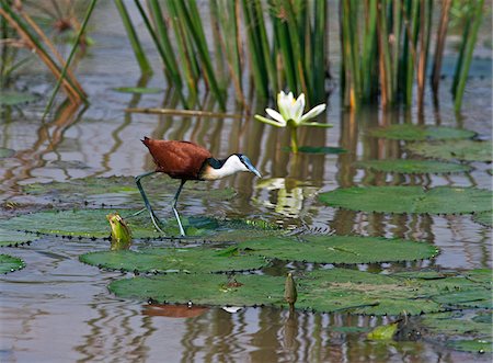 An African Jacana, or lily-trotter, feeding from water lily leaves in the Yala Swamp. Stock Photo - Rights-Managed, Code: 862-03807779