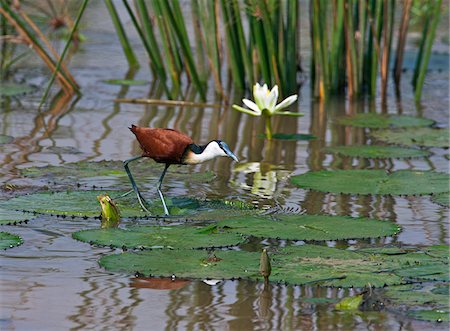 simsearch:862-06542270,k - L'African Jacana, ou lily-trotter, se nourrir des feuilles de nénuphar dans le marais de Yala. Photographie de stock - Rights-Managed, Code: 862-03807779