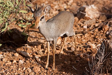 simsearch:862-03366571,k - Kenya, Samburu District.  A young male dik dik, foraging in the undergrowth, in Samburu District. Foto de stock - Con derechos protegidos, Código: 862-03807770