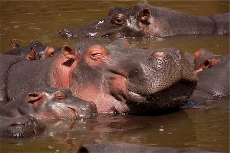 simsearch:862-03289549,k - Kenya, Masai Mara. Un hippopotame de la mère et son baleineau se rafraîchir dans la rivière Mara. Photographie de stock - Rights-Managed, Code: 862-03807772