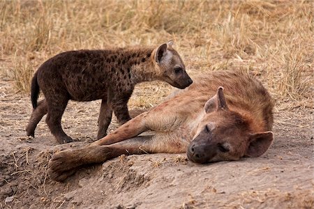 simsearch:862-03731563,k - Kenya, Masai Mara.  A mother spotted hyena and her pup, on the plains of the Masai Mara. Foto de stock - Con derechos protegidos, Código: 862-03807773