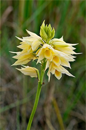 simsearch:862-03888678,k - Eulophia Zeyheri, eine attraktive gelbe terrestrische Orchidee im Olambwe Valley von Ruma Nationalpark gefunden. Stockbilder - Lizenzpflichtiges, Bildnummer: 862-03807786