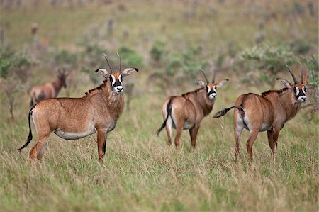 simsearch:862-03888678,k - Roan Antilopen im Olambwe Valley von Ruma National Park, der einzige Ort in Kenia, wo diese großen, mächtigen Antilopen gefunden werden können. Stockbilder - Lizenzpflichtiges, Bildnummer: 862-03807782