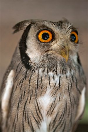 A White-faced Scops-Owl, a species of small owl with ear tufts that are raised when the bird is disturbed. Foto de stock - Con derechos protegidos, Código: 862-03807796