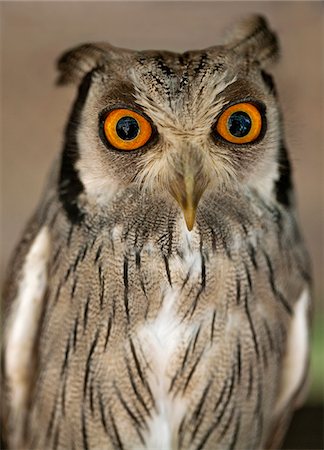 A White-faced Scops-Owl, a species of small owl with ear tufts that are raised when the bird is disturbed. Foto de stock - Con derechos protegidos, Código: 862-03807797