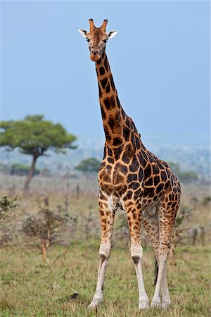 simsearch:862-03888731,k - Une girafe de Rothschild avec marquages fines dans le Parc National de Ruma. Photographie de stock - Rights-Managed, Code: 862-03807790