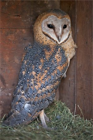 A young Barn Owl. Stock Photo - Rights-Managed, Code: 862-03807793