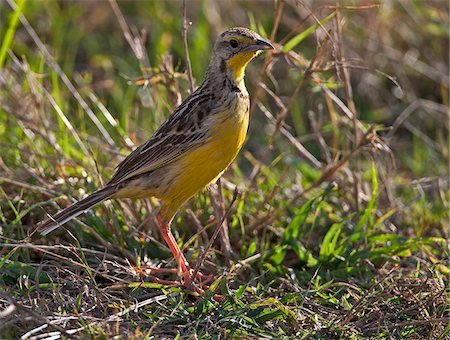 simsearch:862-06542223,k - A Yellow-throated Longclaw in Masai-Mara National Reserve. Stock Photo - Rights-Managed, Code: 862-03807806