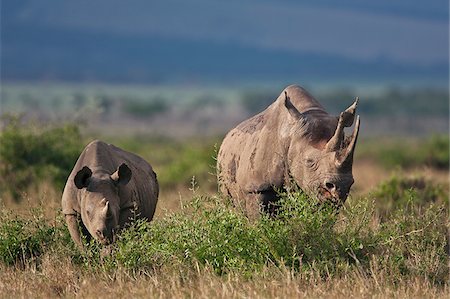 simsearch:862-05998336,k - Un rhinocéros noir et sa progéniture lèche-vitrine dans la réserve nationale de Masai Mara. Un rhinocéros jeune reste avec sa mère pendant au moins deux ans. Photographie de stock - Rights-Managed, Code: 862-03807809