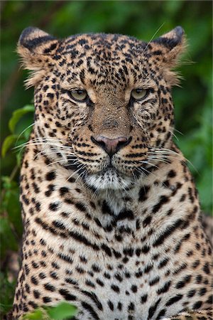 panthère - Un léopard fin inconscient de la pluie légère dans le saillant du Parc National Aberdare. Photographie de stock - Rights-Managed, Code: 862-03807811
