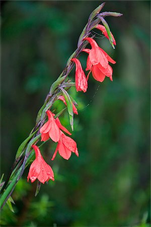 A wild gladiolus, Gladiolus watsonioides, which grows at altitudes above 10,000 feet in the Aberdare and Mount Kenya regions and also on Mount Kilimanjaro in Tanzania. Fotografie stock - Rights-Managed, Codice: 862-03807813