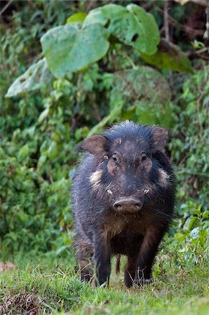 feo - A rarely seen Giant Hog in the Salient of the Aberdare National Park. Foto de stock - Con derechos protegidos, Código: 862-03807820