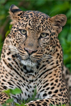 A fine leopard oblivious to light rain in the Salient of the Aberdare National Park. Stock Photo - Rights-Managed, Code: 862-03807821