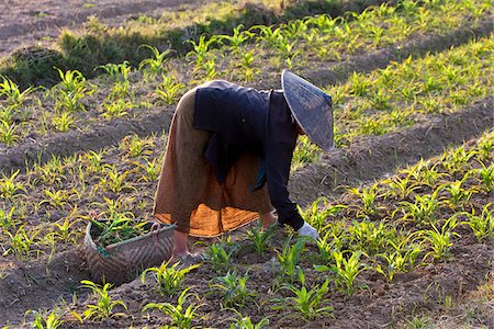 simsearch:862-03807991,k - Myanmar, Keng Tung (Kyaing Tong).  Tending the crops, Keng Tung, Myanmar. Foto de stock - Direito Controlado, Número: 862-03807940